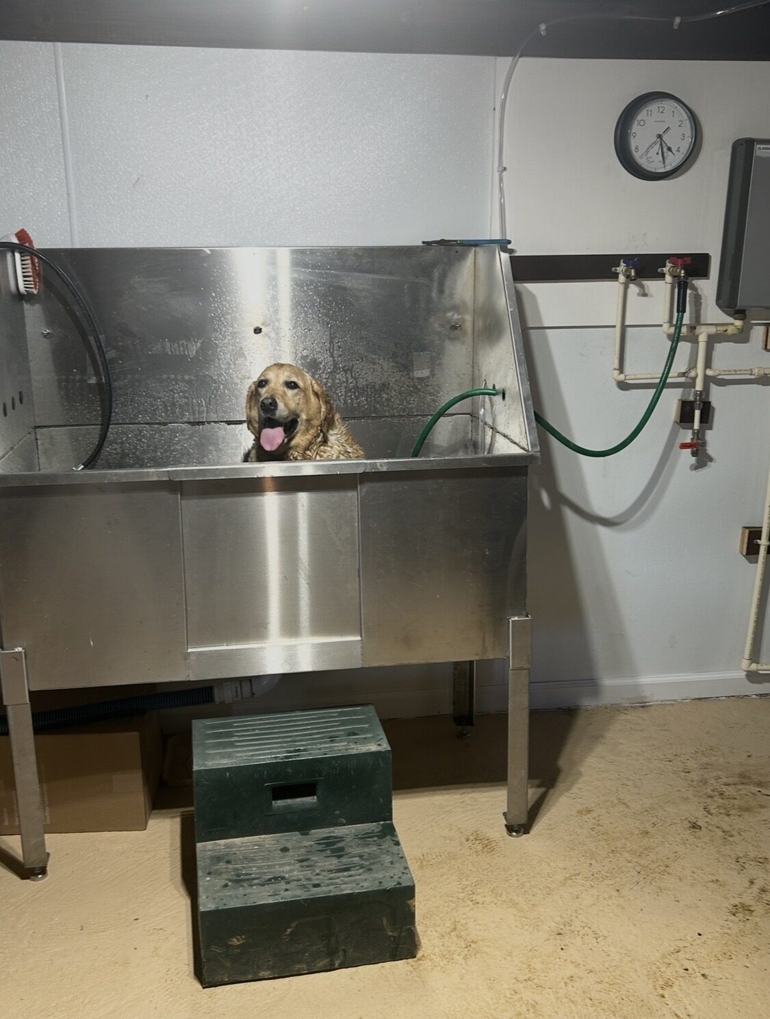 Stainless steel dog wash and grooming station