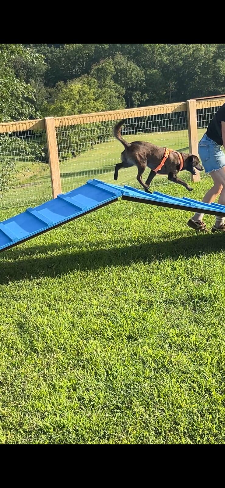 Dog crossing the A-frame obstacle