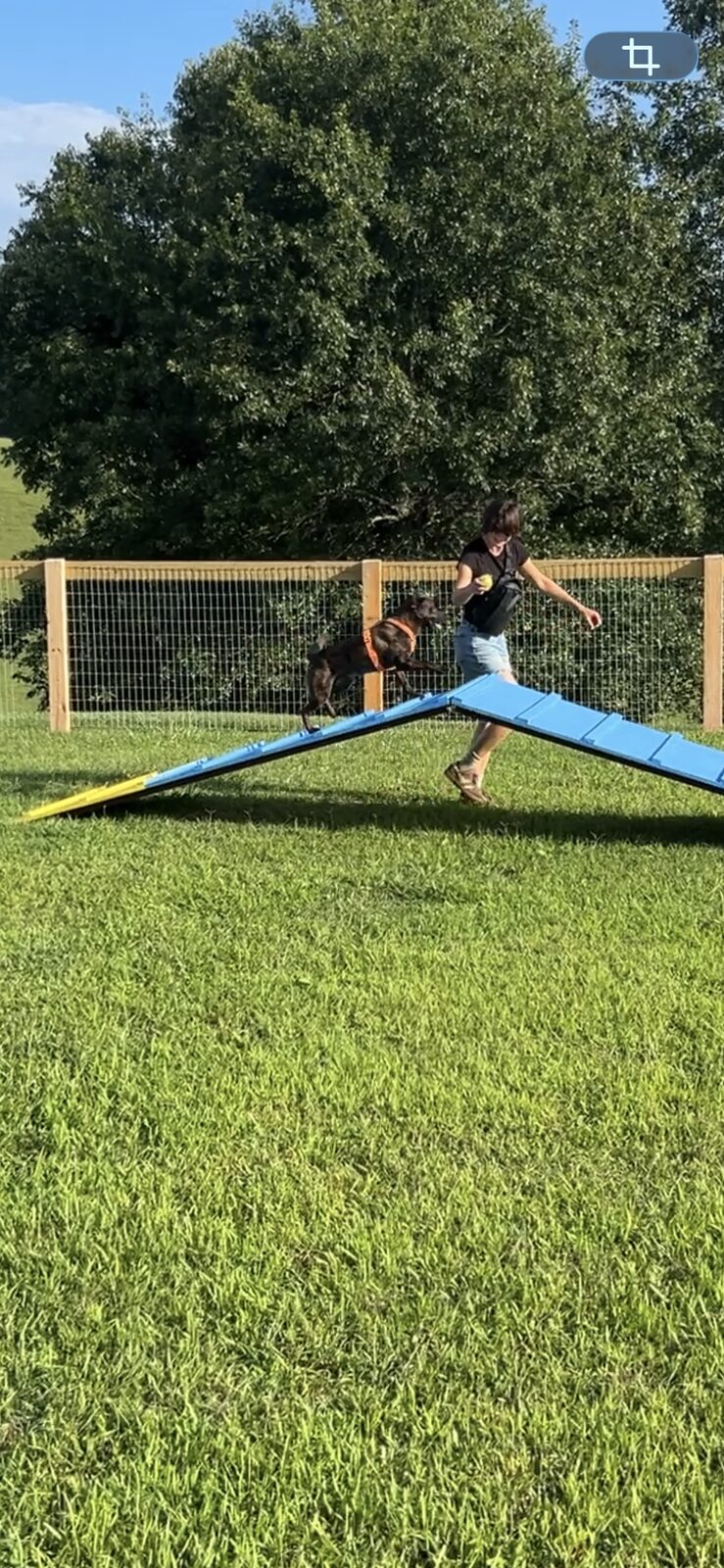 Dog running down the A-frame obstacle with trainer