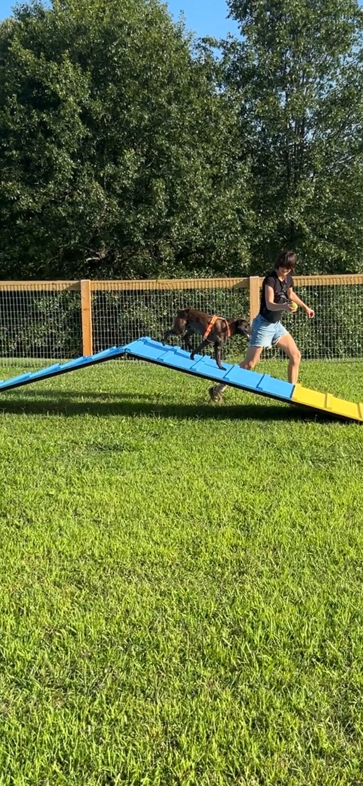 Dog crossing the peak of the A-frame obstacle