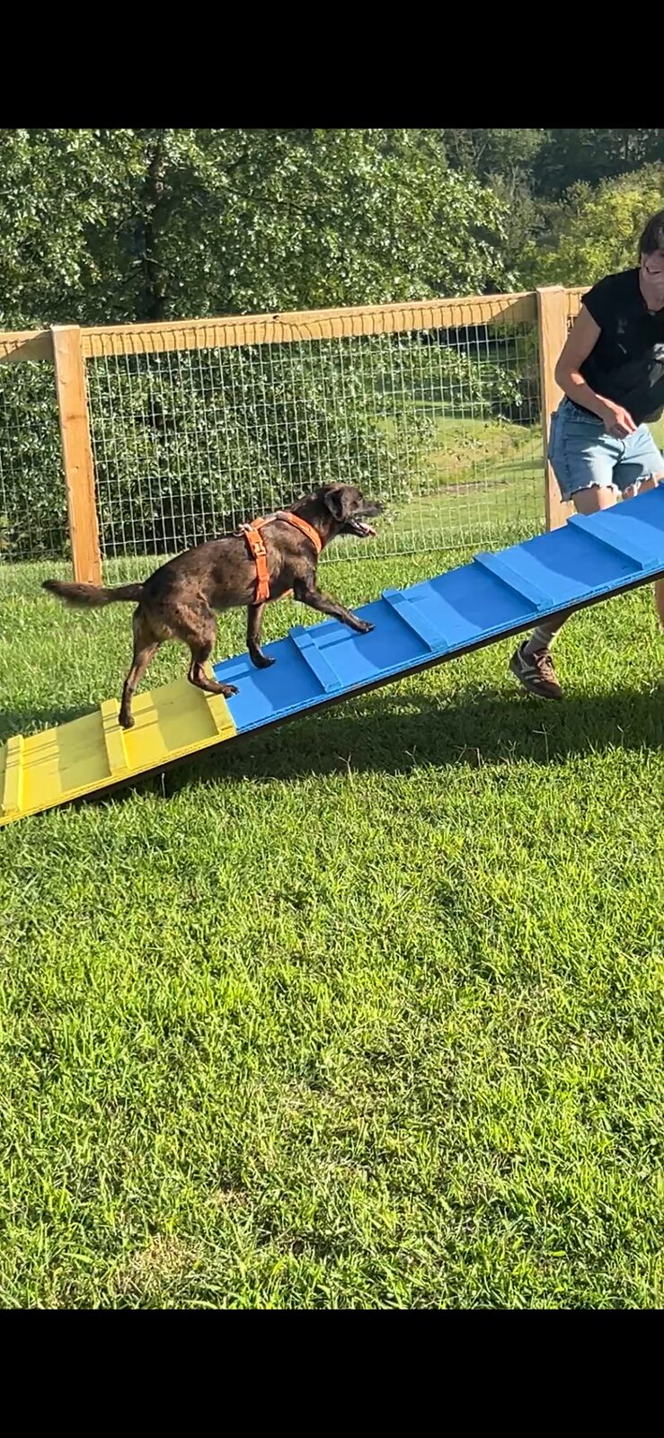 Dog walking down the A-frame obstacle with trainer
