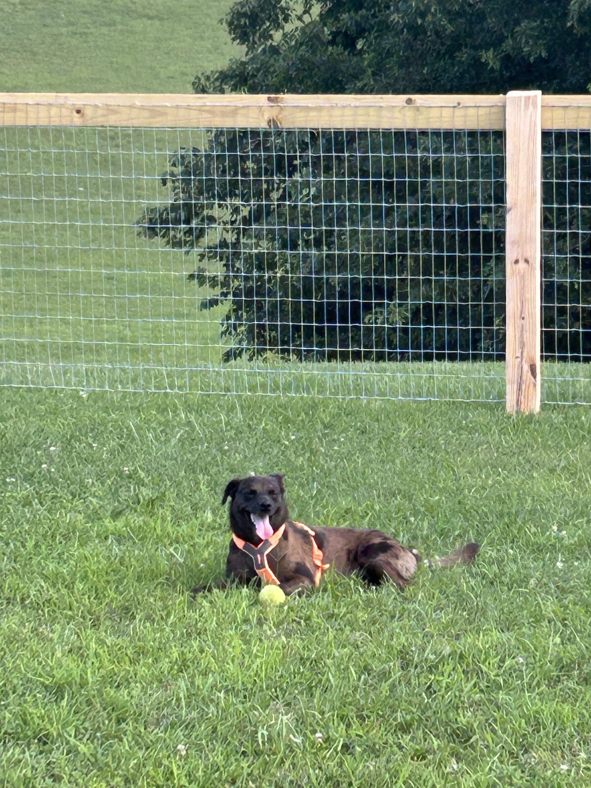 Dog playing fetch with a tennis ball in the training field