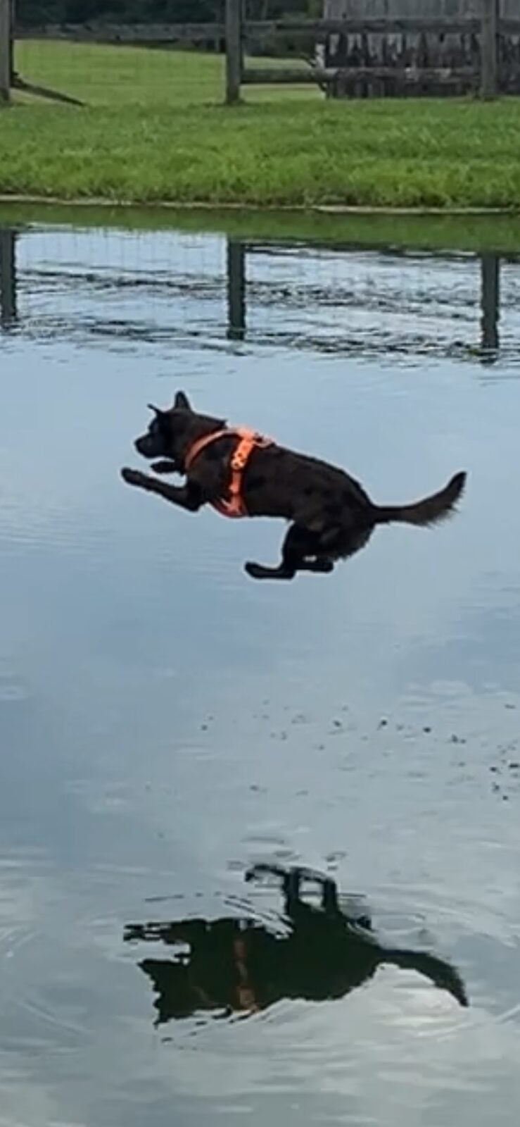 Dog mid-air jumping off the dock into the pond