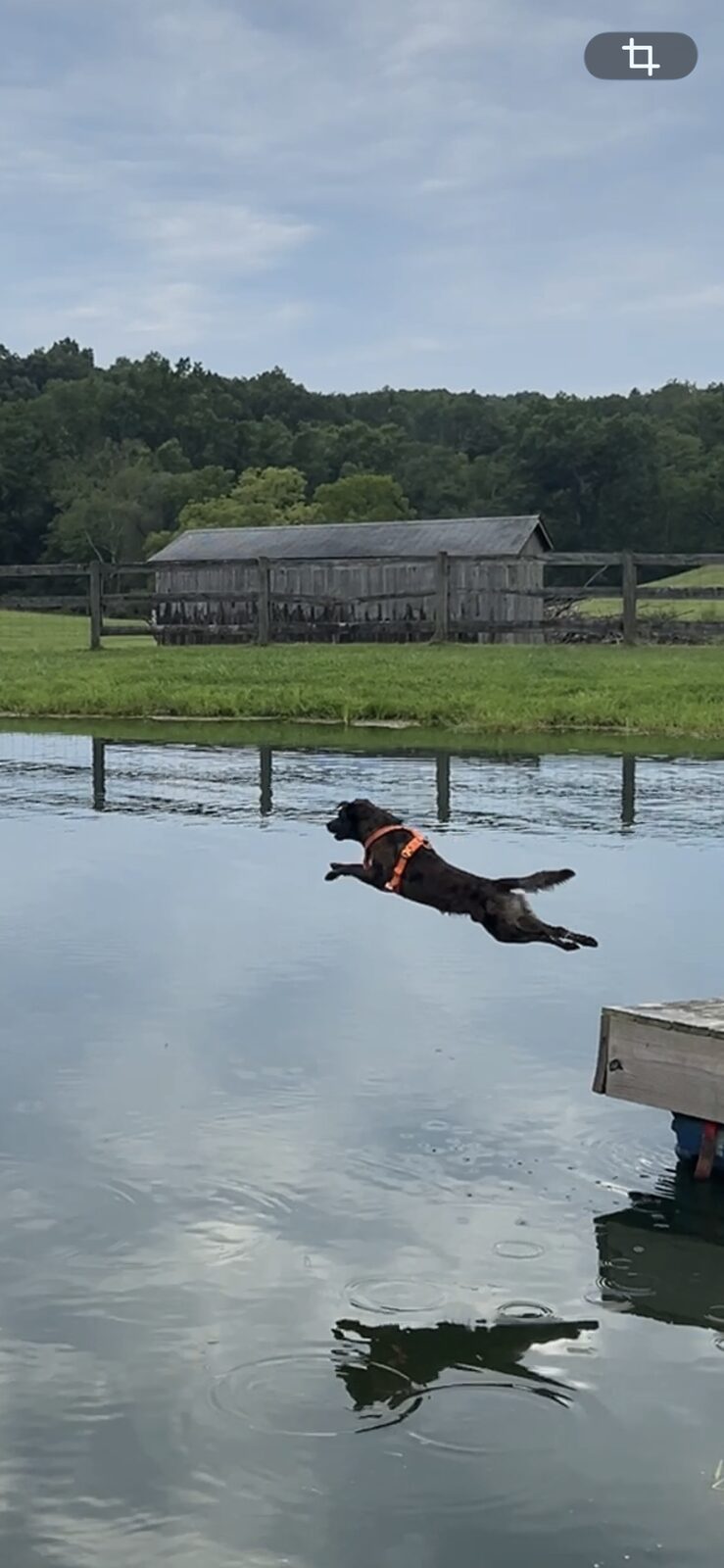 Dog jumping off the dock into the pond