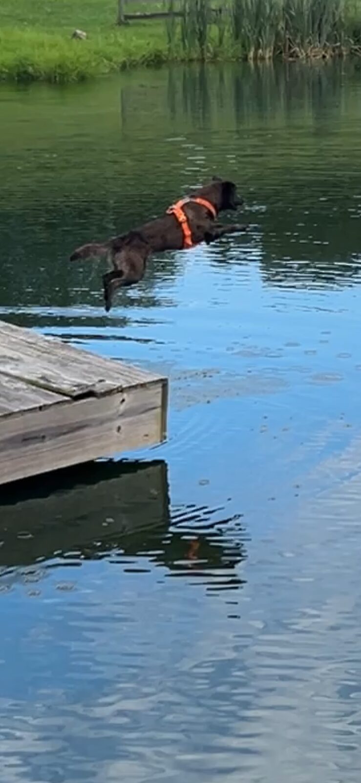 Dog jumping off the dock into the pond
