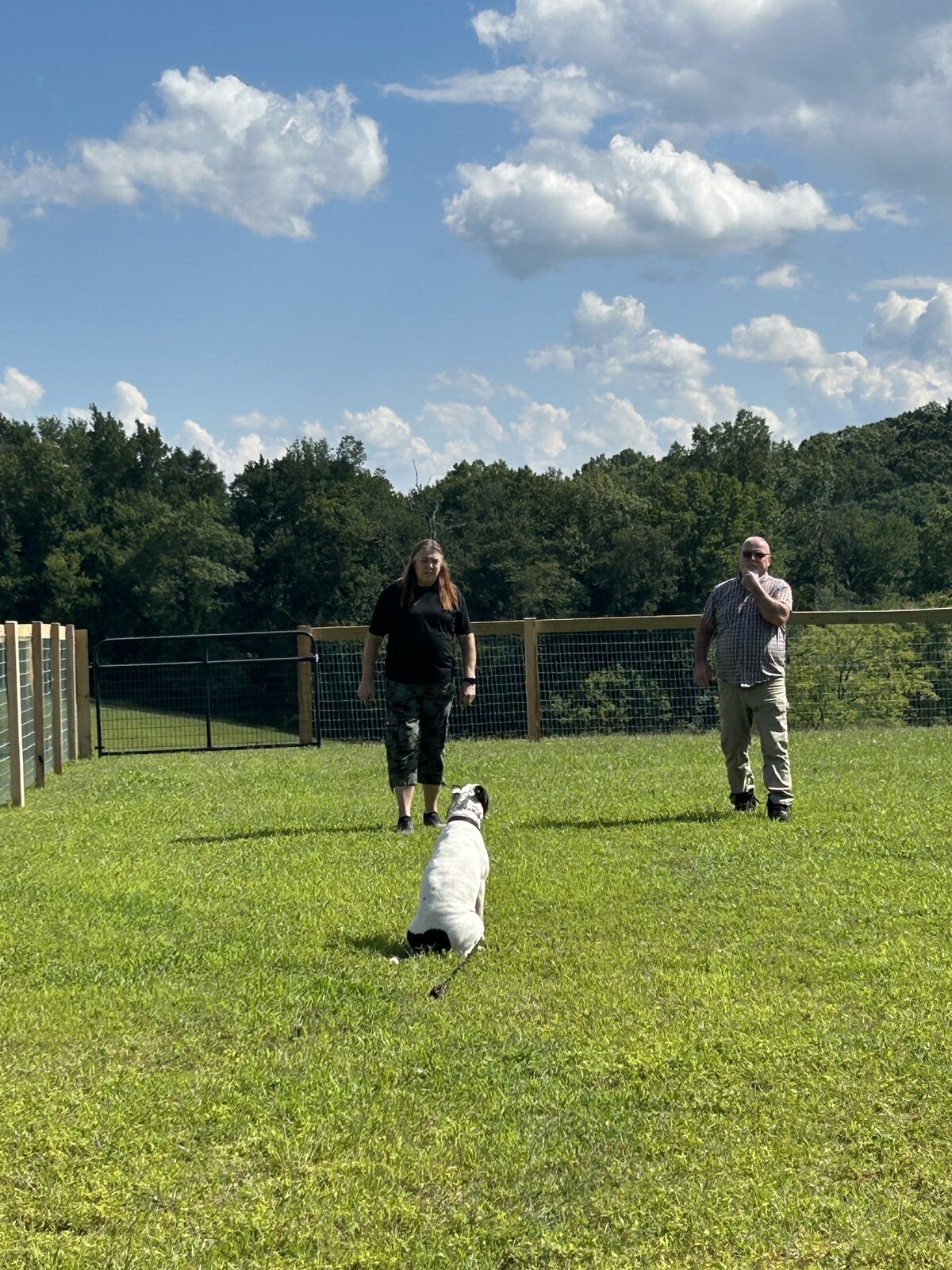 Trainer rewarding a dog with a treat during training