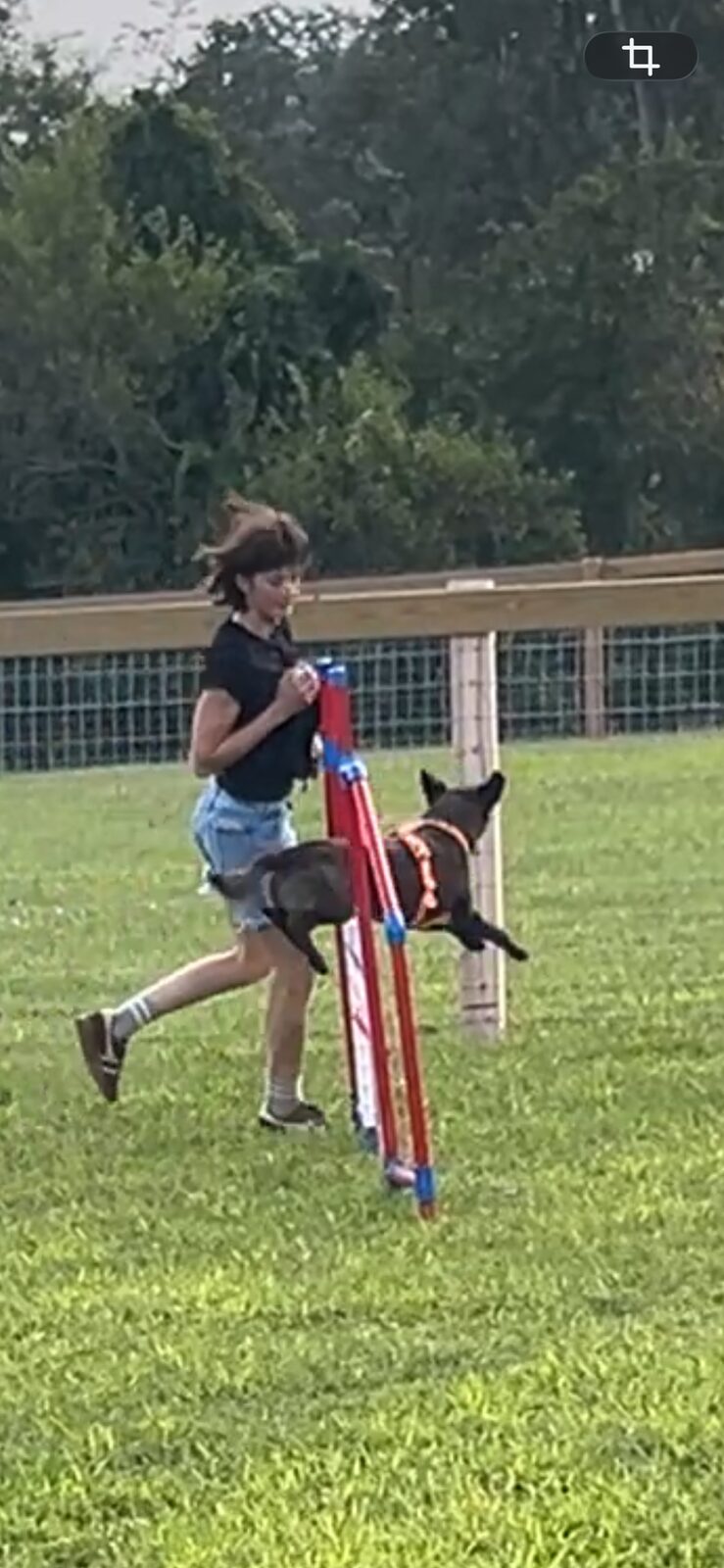 Trainer running a dog toward a pole jump obstacle