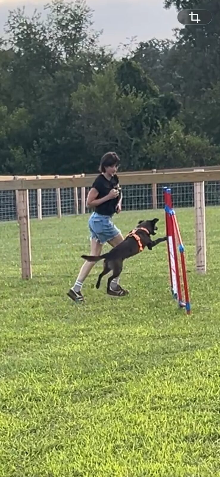 Dog leaping onto a pole jump obstacle