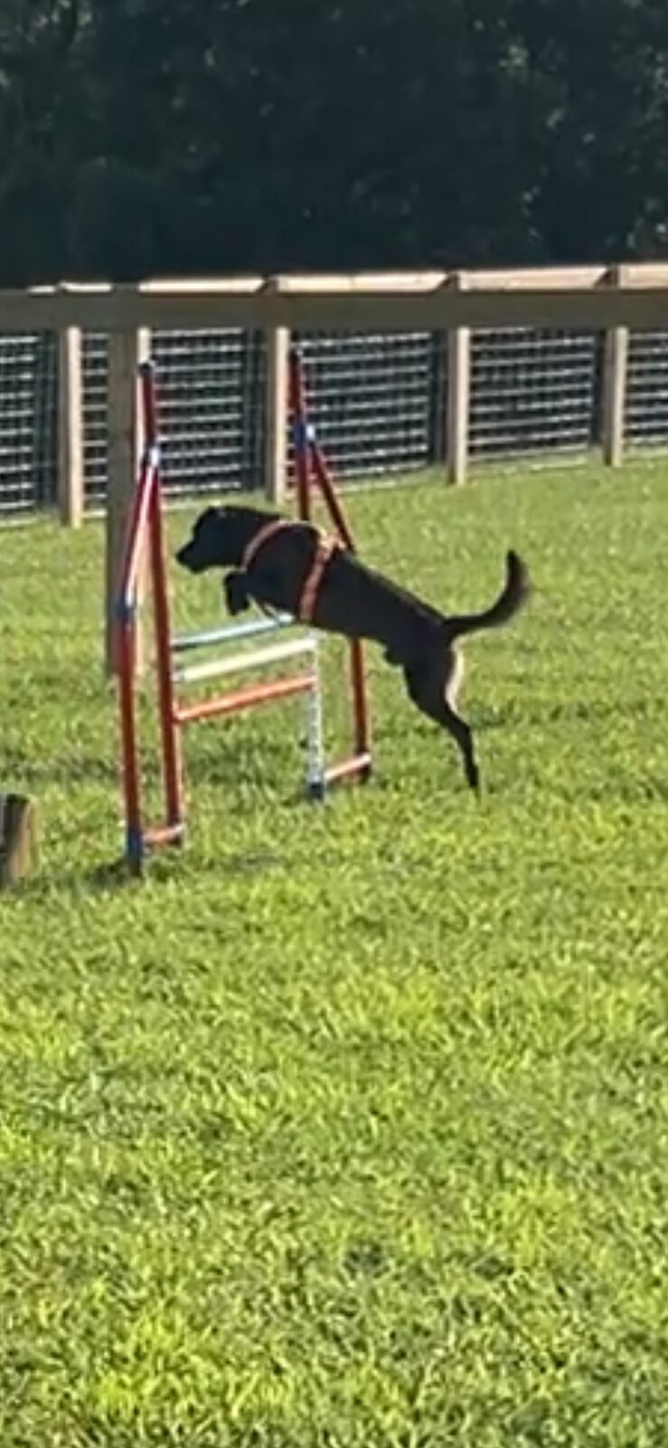 Dog leaping over a pole jump obstacle
