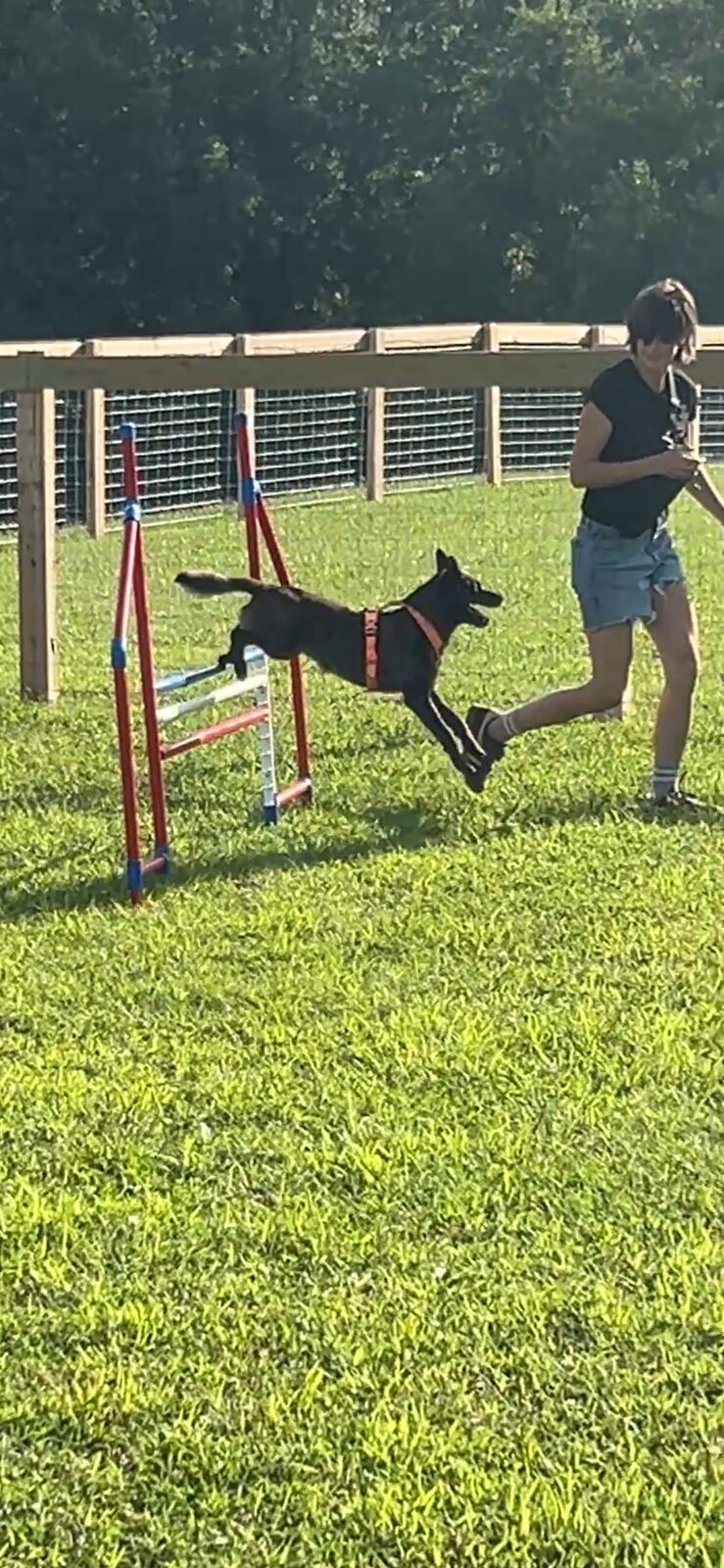 Dog leaping over a pole jump obstacle