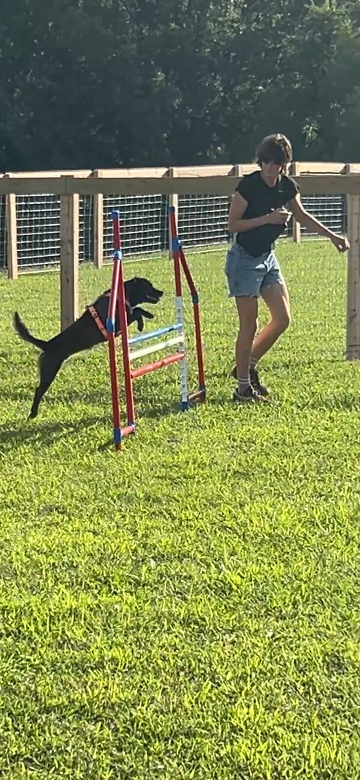 Dog clearing a pole jump obstacle