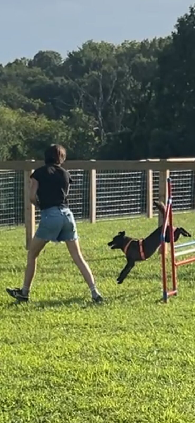 Dog leaping over a pole jump obstacle