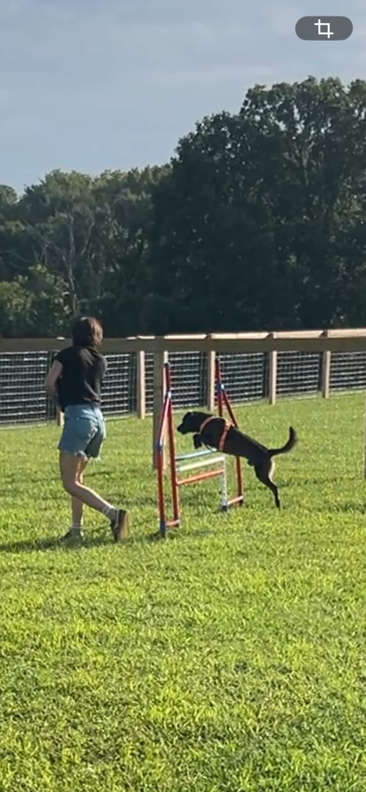 Dog clearing a pole jump obstacle
