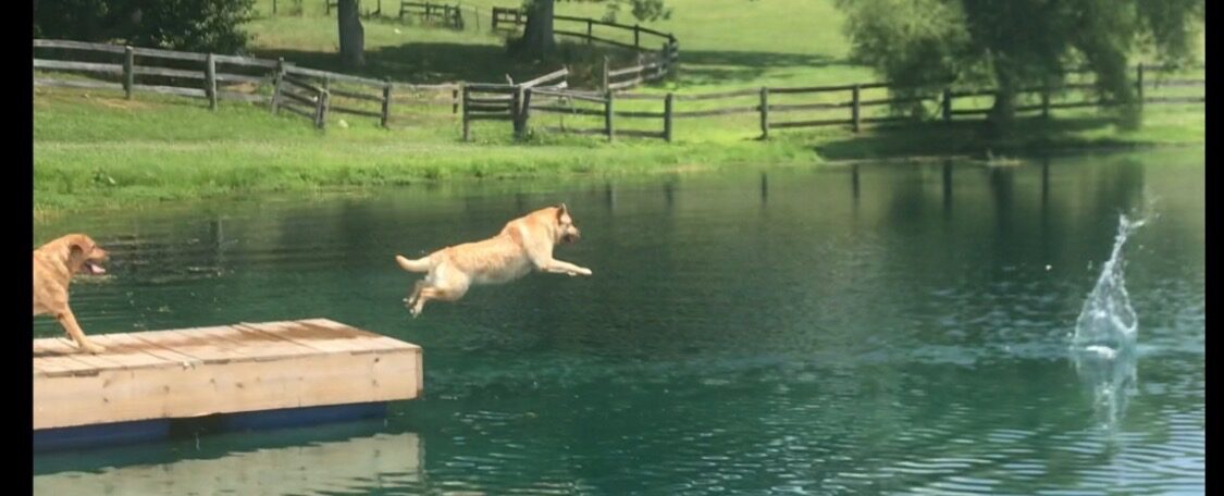 Dog jumping off the dock into the pond
