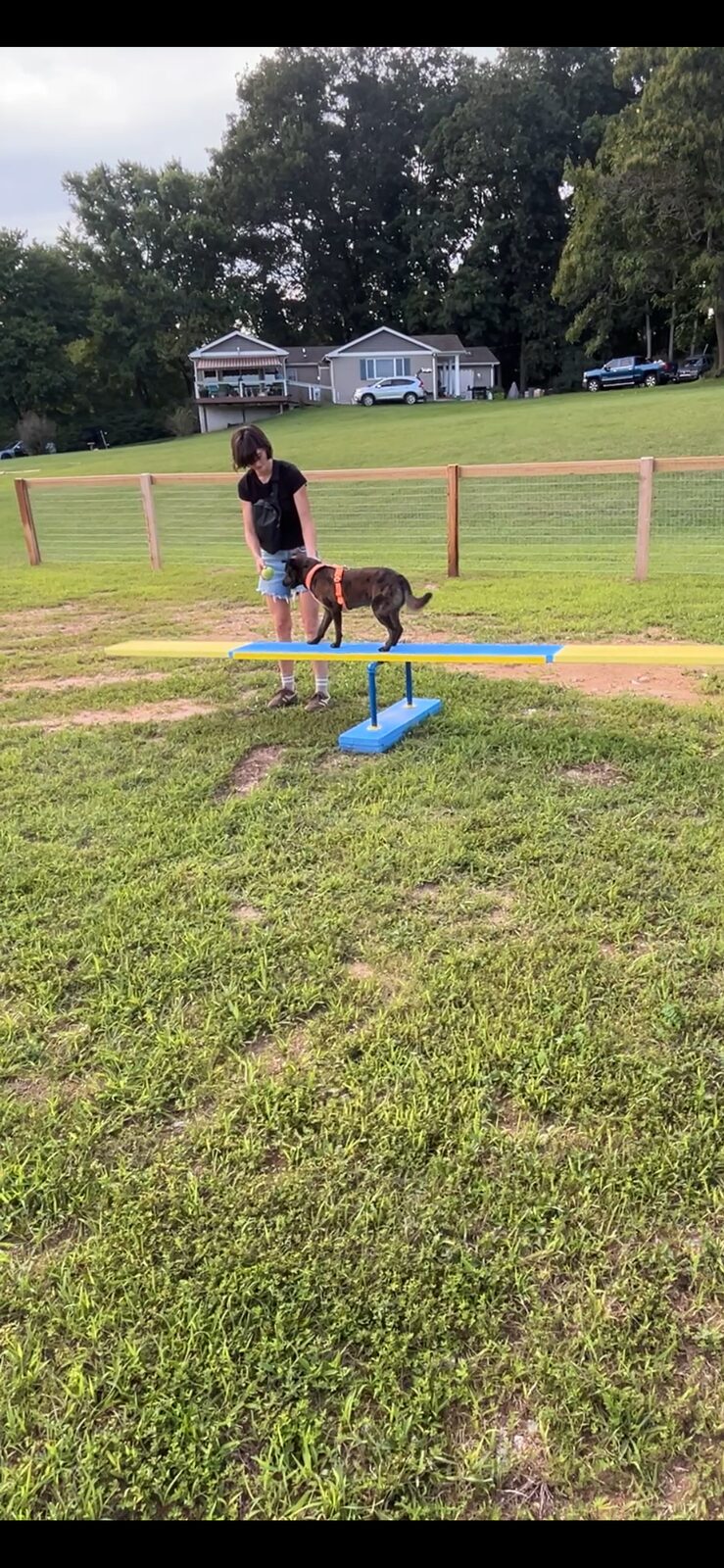 Dog balanced on the seesaw agility obstacle
