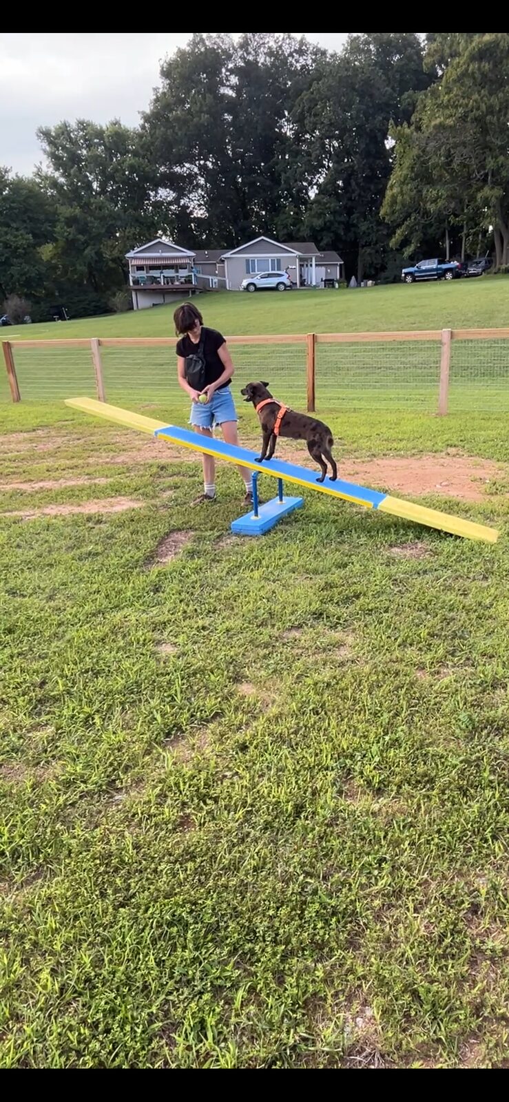 Dog training on the seesaw obstacle
