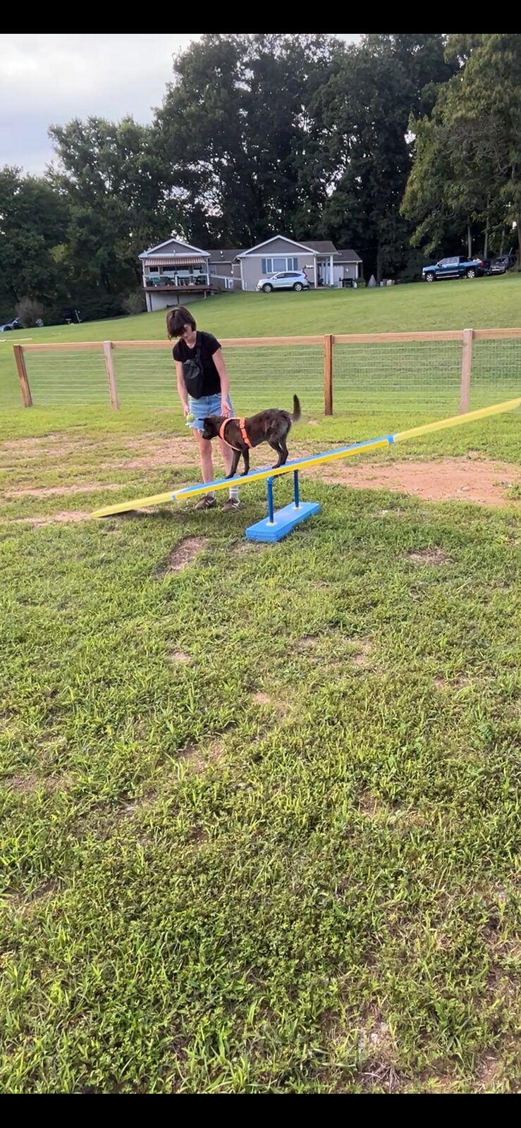 Dog walking down the seesaw ramp