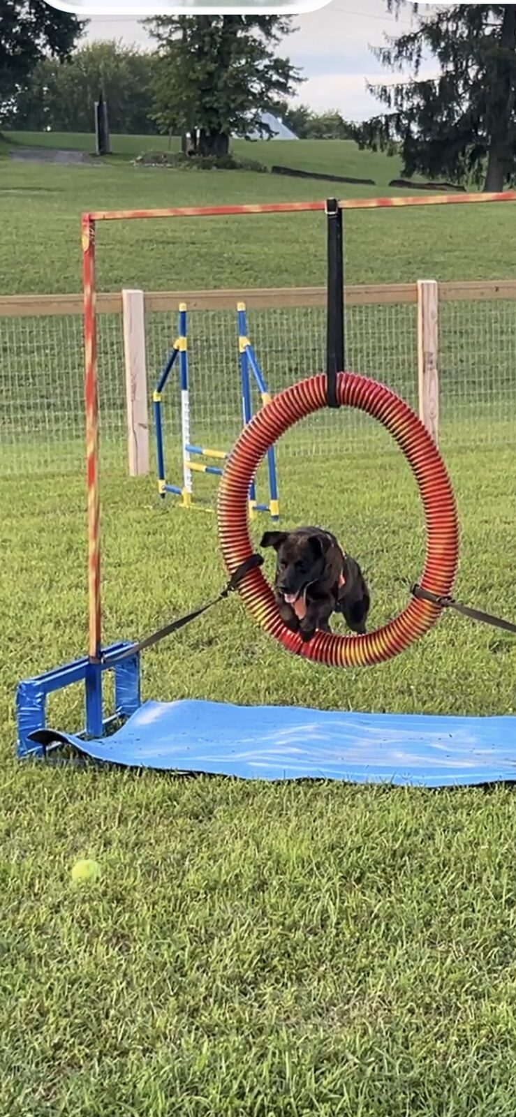 Dog jumping through a tire jump obstacle