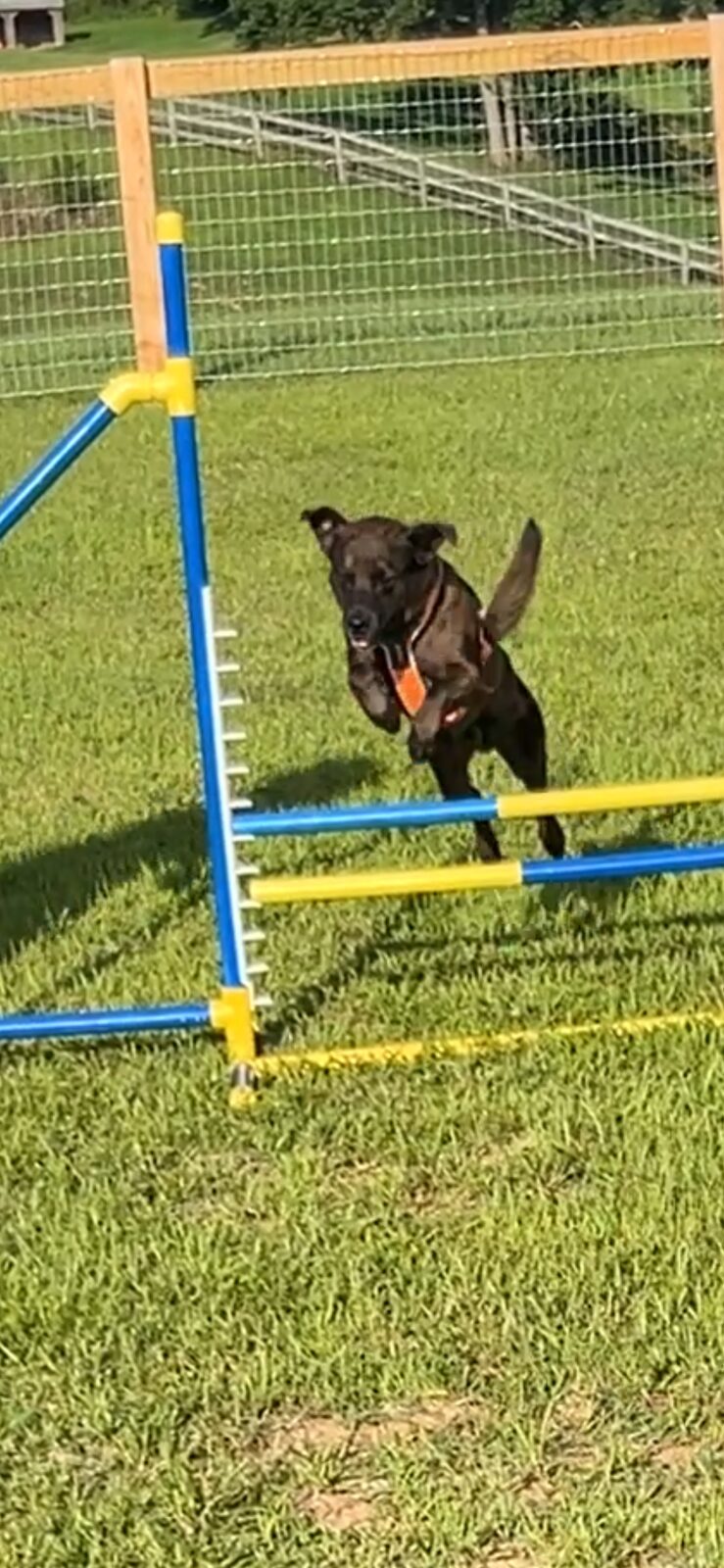 Dog running through the weave poles