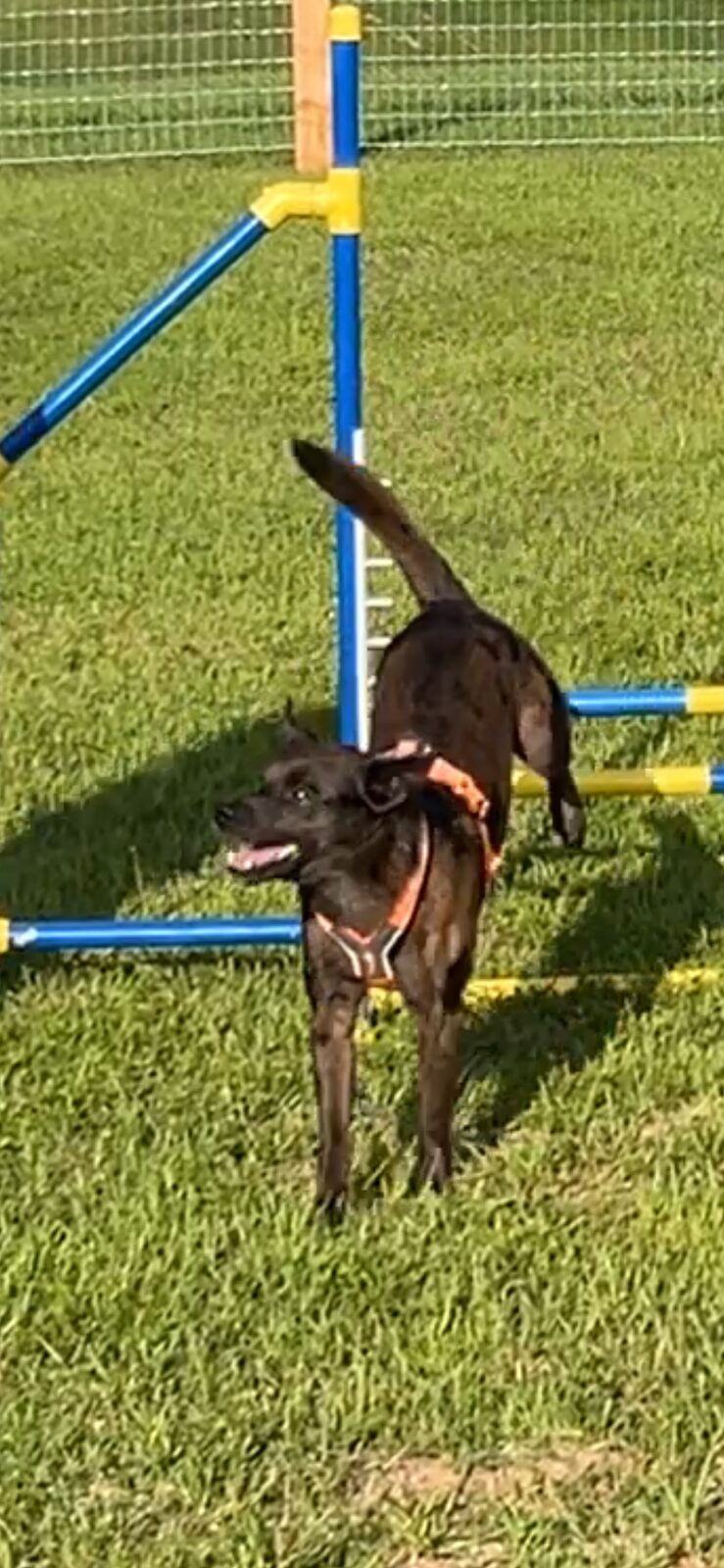 Dog entering the weave poles