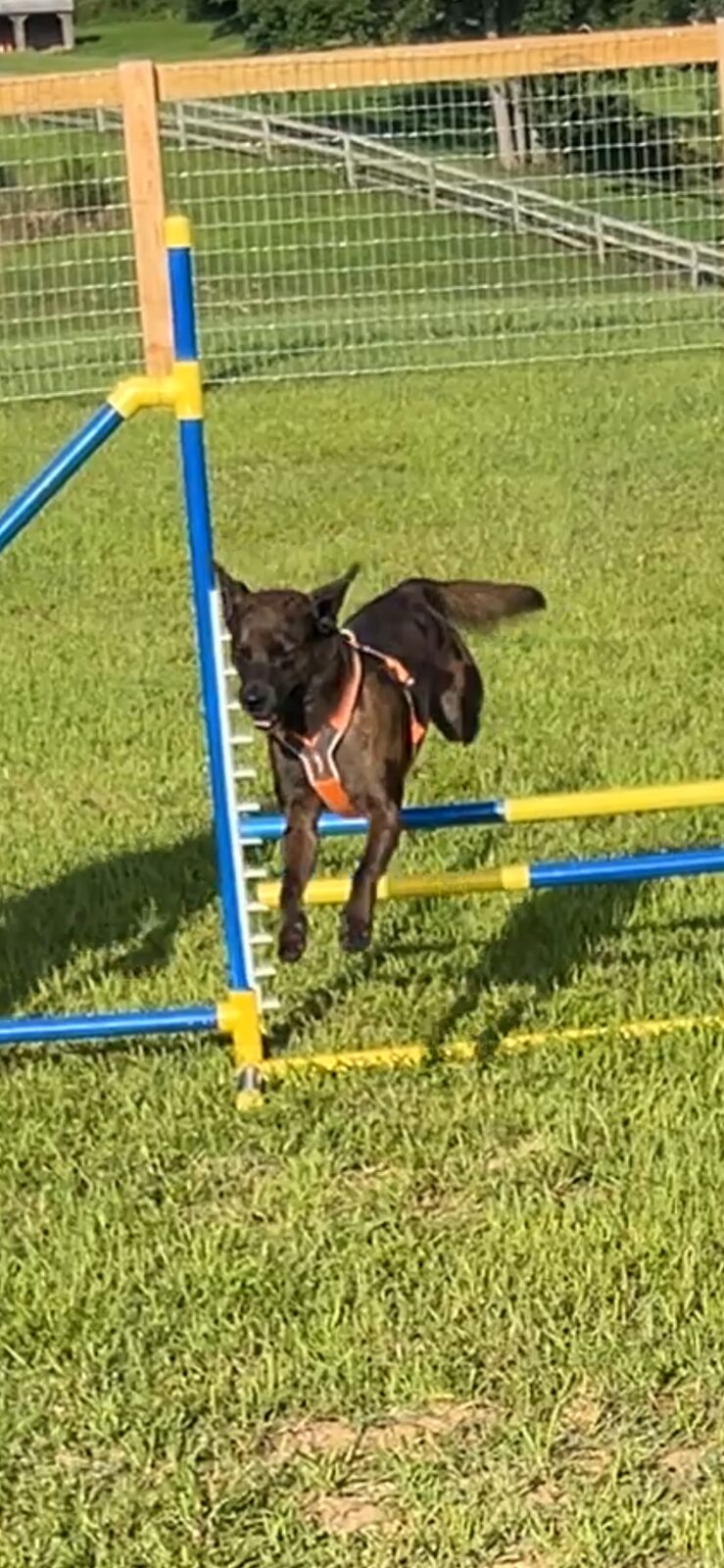 Dog weaving through the weave poles